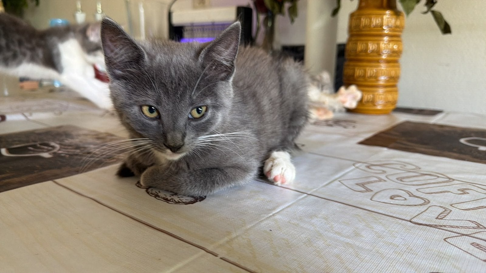 🐱 lieve en gezellige kit, Meerdere dieren, Kortharig, 0 tot 2 jaar
