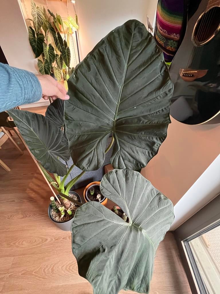 Alocasia Regal Shields, Huis en Inrichting, Kamerplanten, Ophalen, 100 tot 150 cm, Overige soorten, Halfschaduw