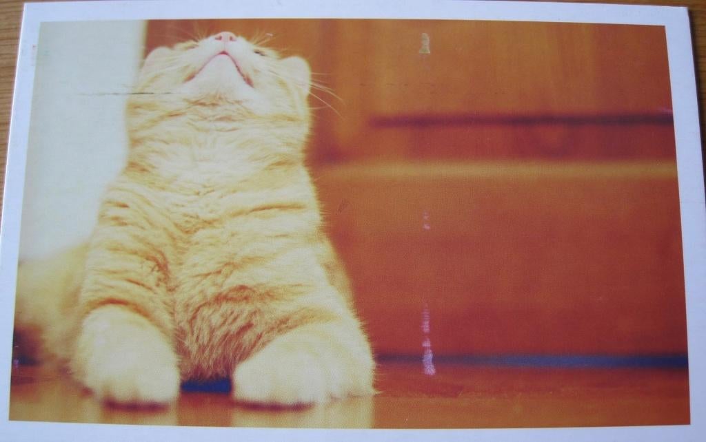 Poes kijkt omhoog - ansichtkaart uit Maleisië, Verzenden, 1980 tot heden, Gelopen, Hond of Kat