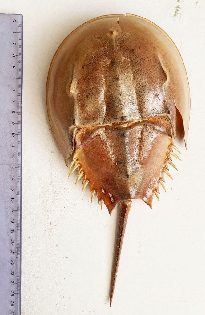 Skelet van de horseshoe crab., Ophalen of Verzenden, Beeldje of Figuurtje