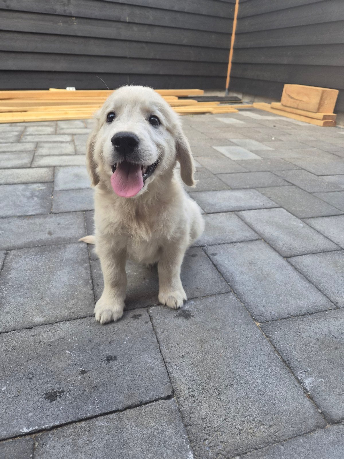 Raszuivere golden retriever pup, Golden retriever, Reu, 8 tot 15 weken, Parvo