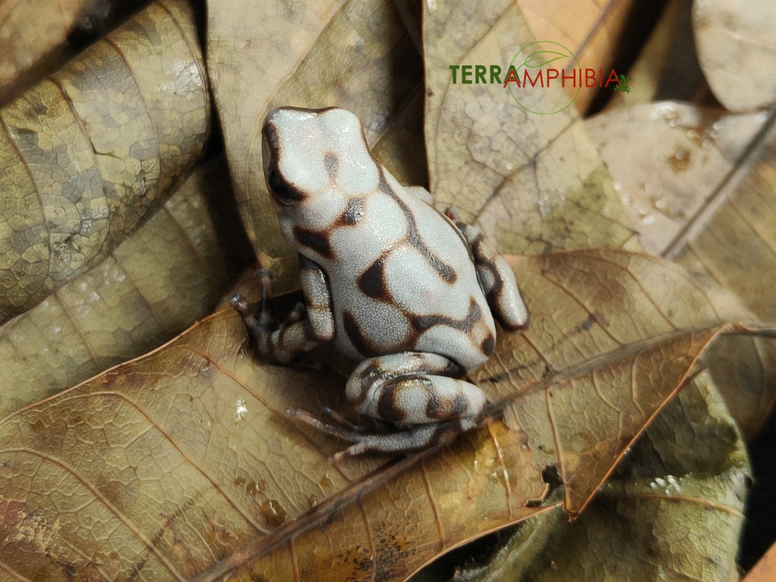 Dendrobates auratus Pena Blanca Frog - unknown for sale from Terra-amphibia