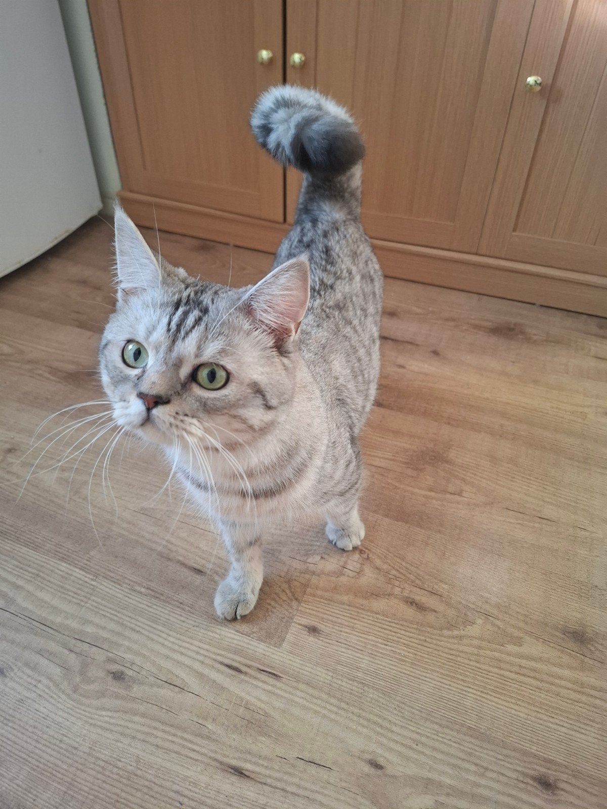 kruising brits korthaar x maine coon, Kater, 0 tot 2 jaar