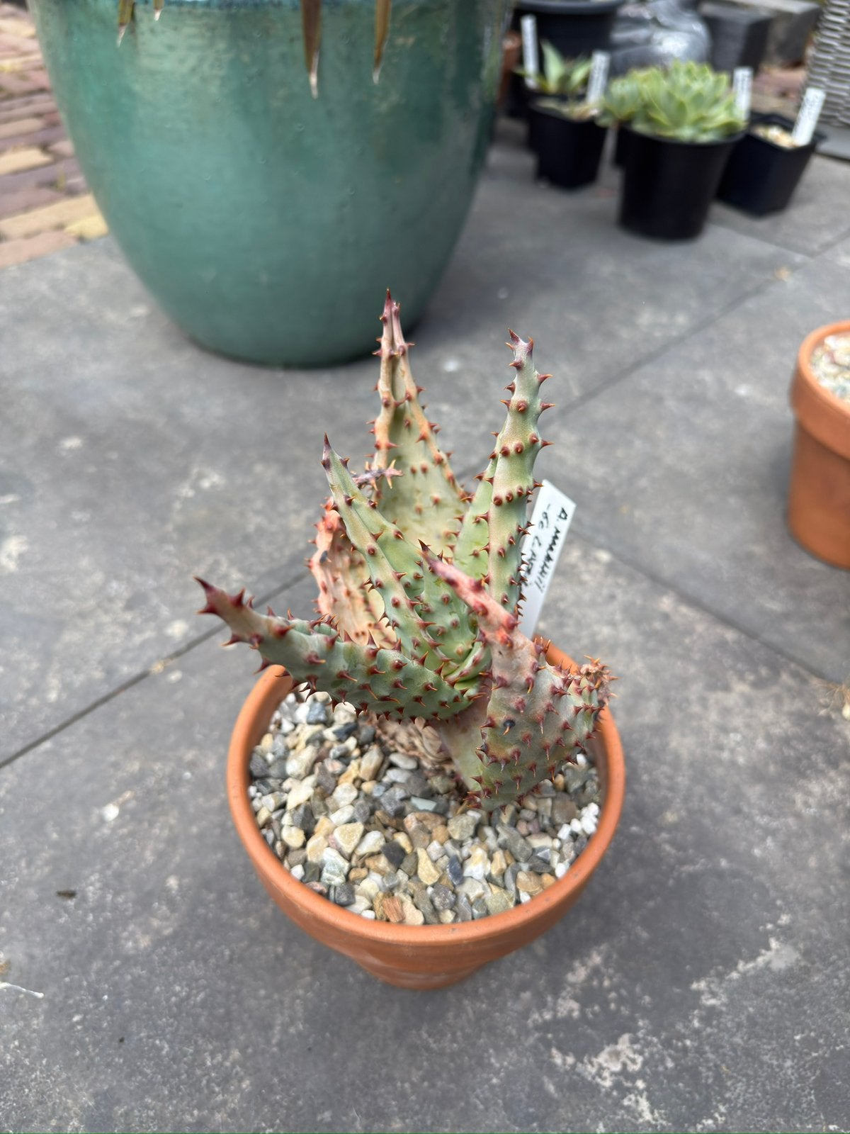 Aloe Marlothii, Ophalen of Verzenden, Halfschaduw, Minder dan 100 cm