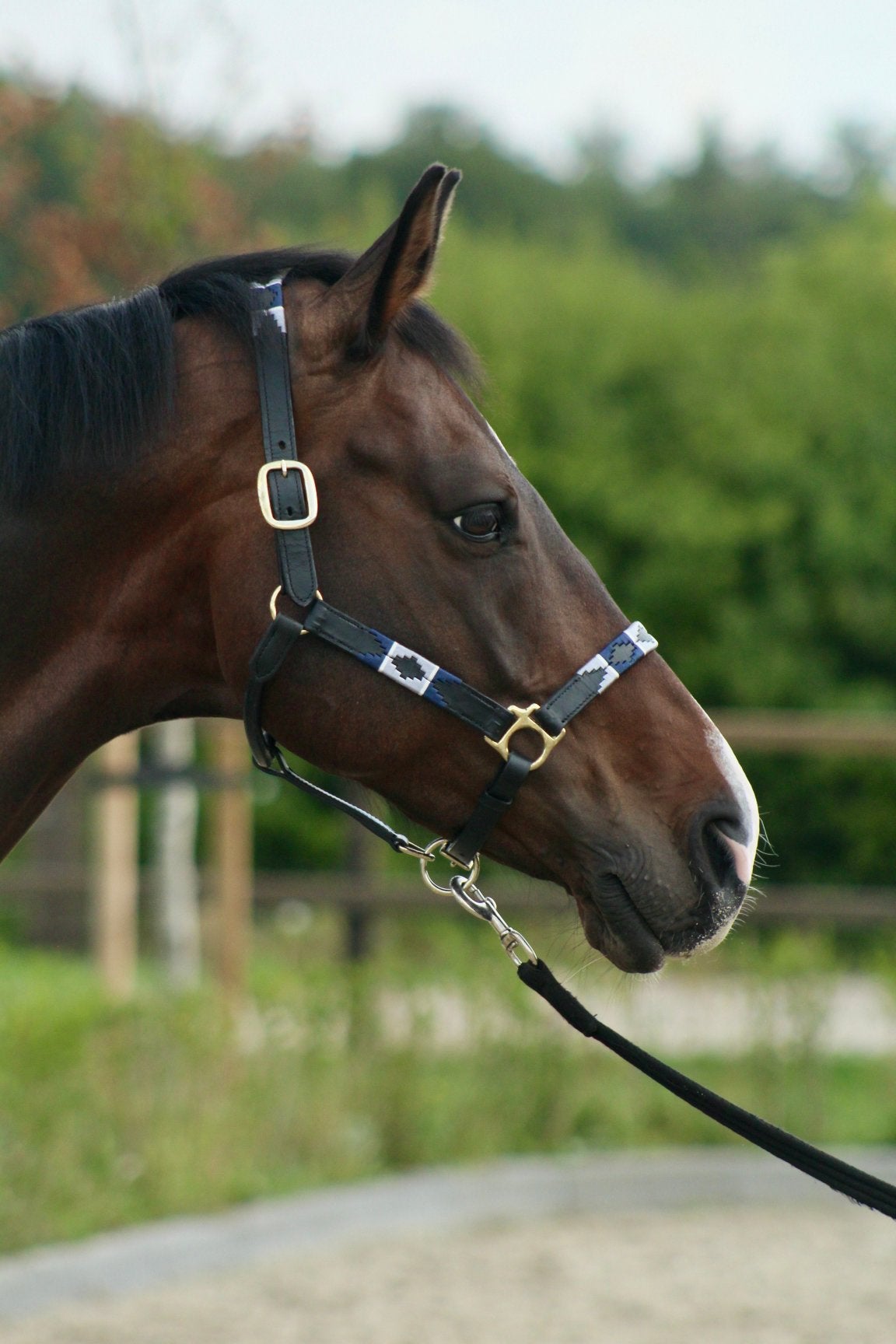 Polo halster blauw/grijs cob €35,00, Dieren en Toebehoren, Paarden en Pony's | Hoofdstellen en Tuigage, Ophalen of Verzenden, Nieuw
