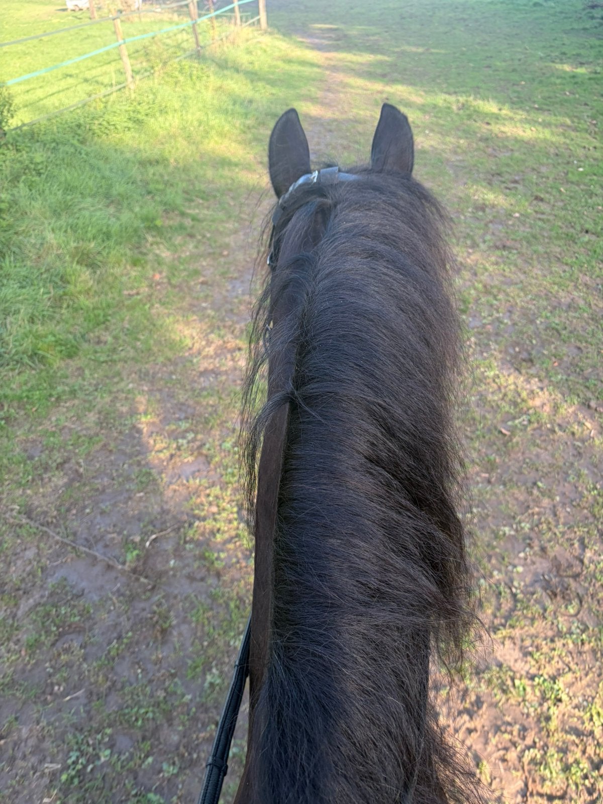 Leerpaard gezocht, Dieren en Toebehoren