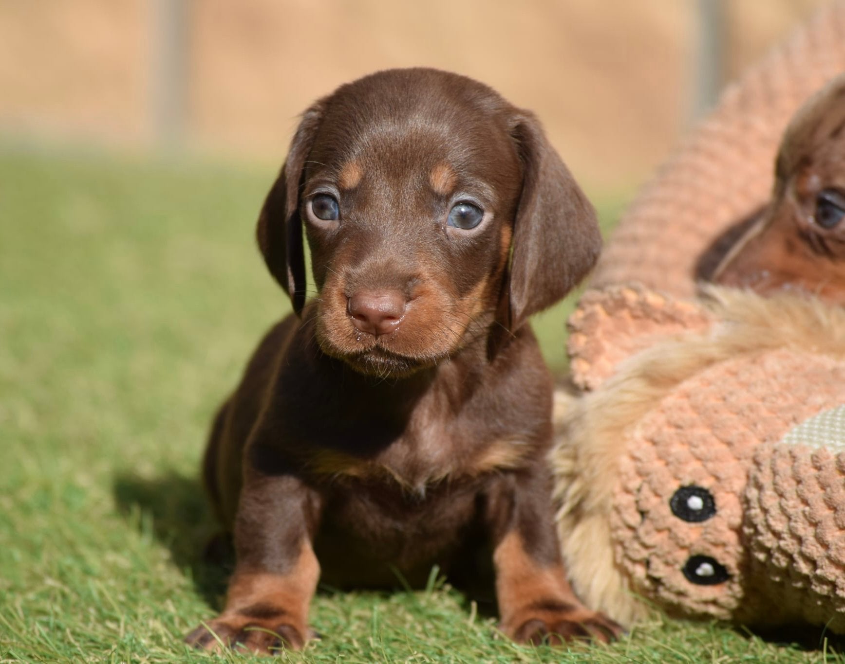 ❤️ Dwerg teckel pups  ❤️ tekkel, puppy’s, Dieren en Toebehoren, Honden | Teckels en Dashonden, 8 tot 15 weken, Dwerg, Langhaar