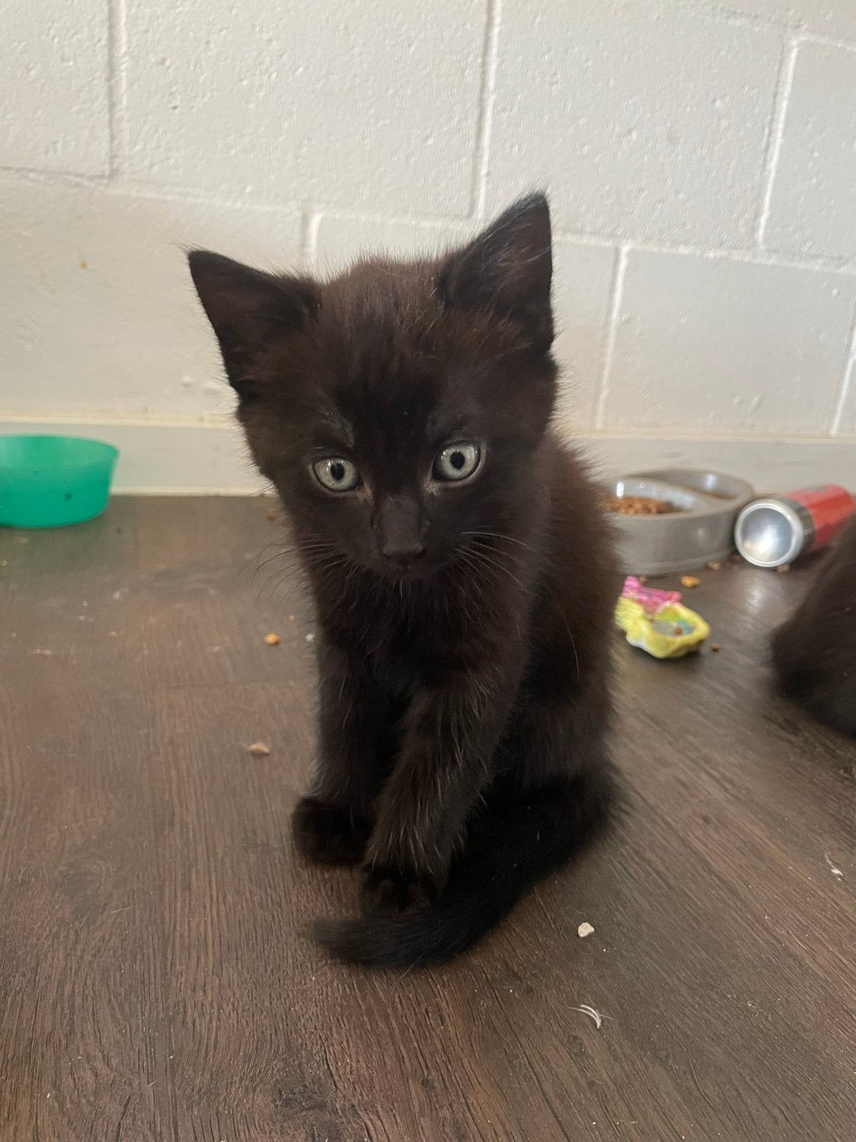 Kitten, Kater, 0 tot 2 jaar