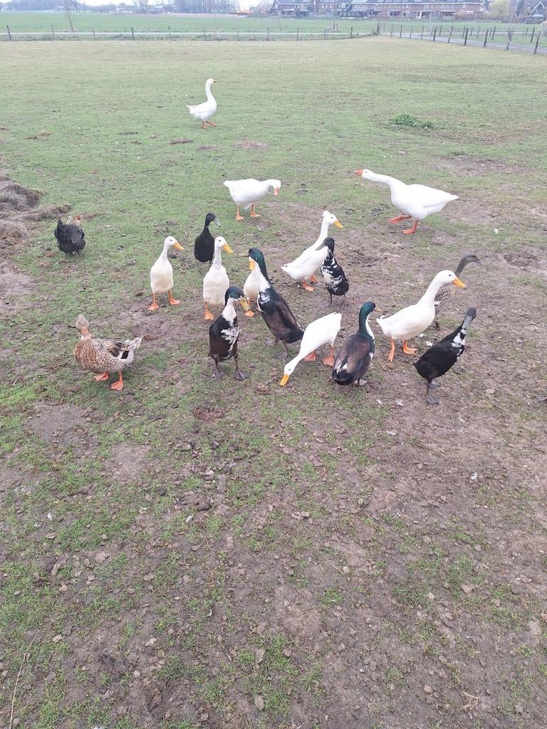 Witte of bonte loopeend, Dieren en Toebehoren, Pluimvee, Mannelijk, Eend