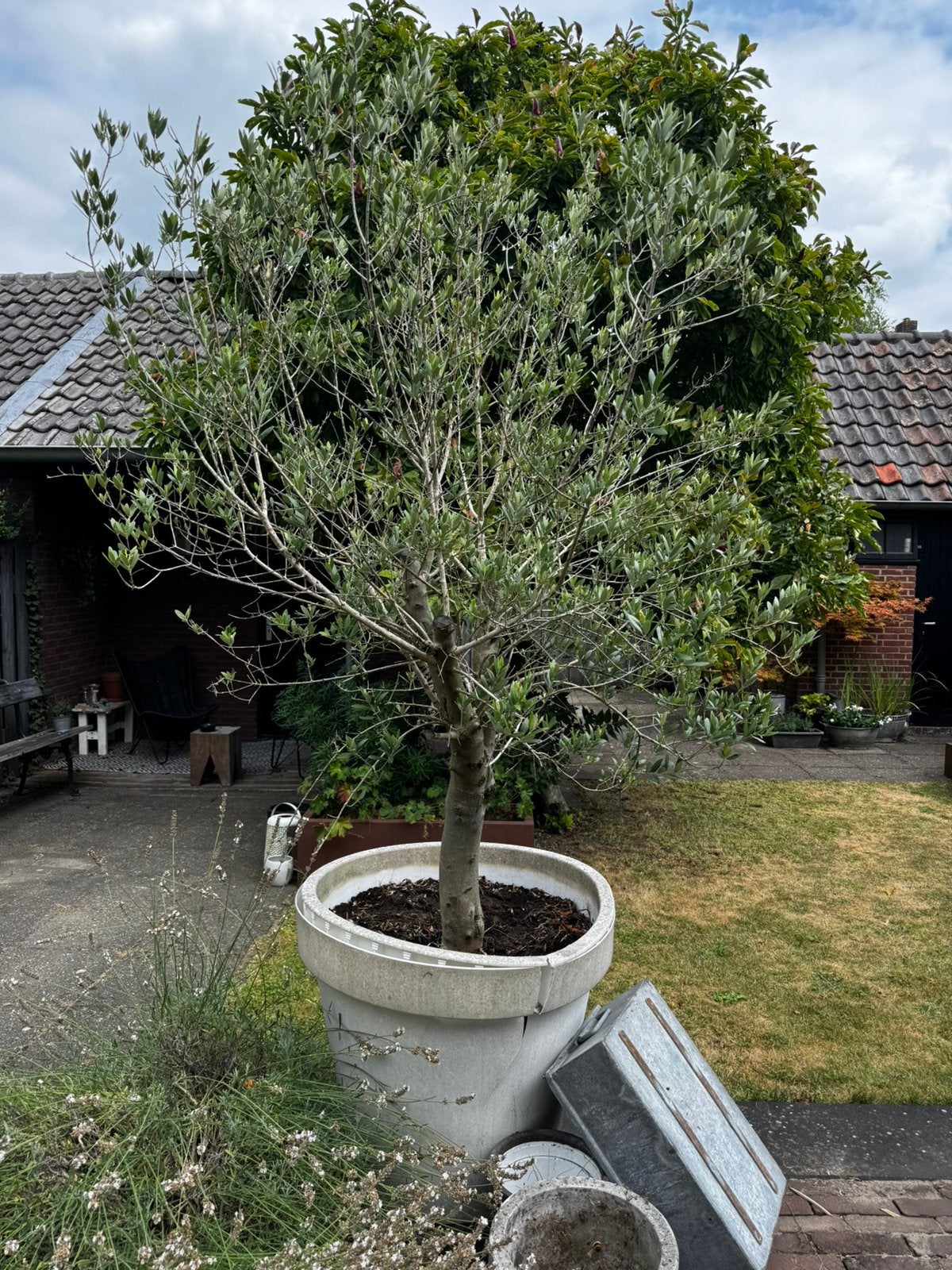 Olijfboom, Tuin en Terras, Bloeit niet, 100 tot 250 cm, Olijfboom, Ophalen