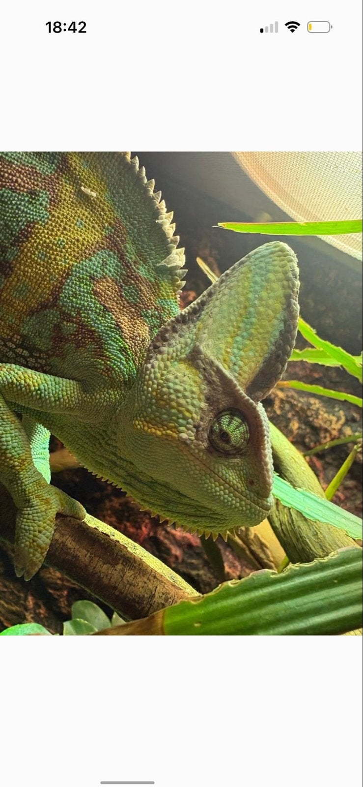 Kameleon met Terarium Chameleon photo 4