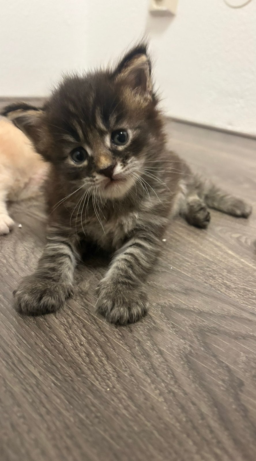 Maine Coon Oreo, Black Tabby Reutje zoekt een nieuw huisje!, Kater, Gechipt, 0 tot 2 jaar