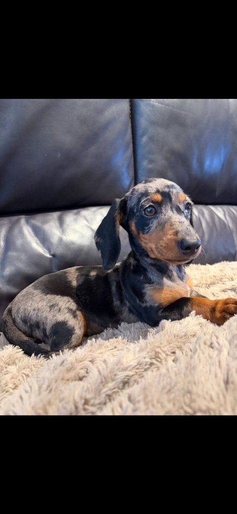 Kleine dwerg teckel, Dieren en Toebehoren, Parvo, 8 tot 15 weken, Korthaar, Dwerg