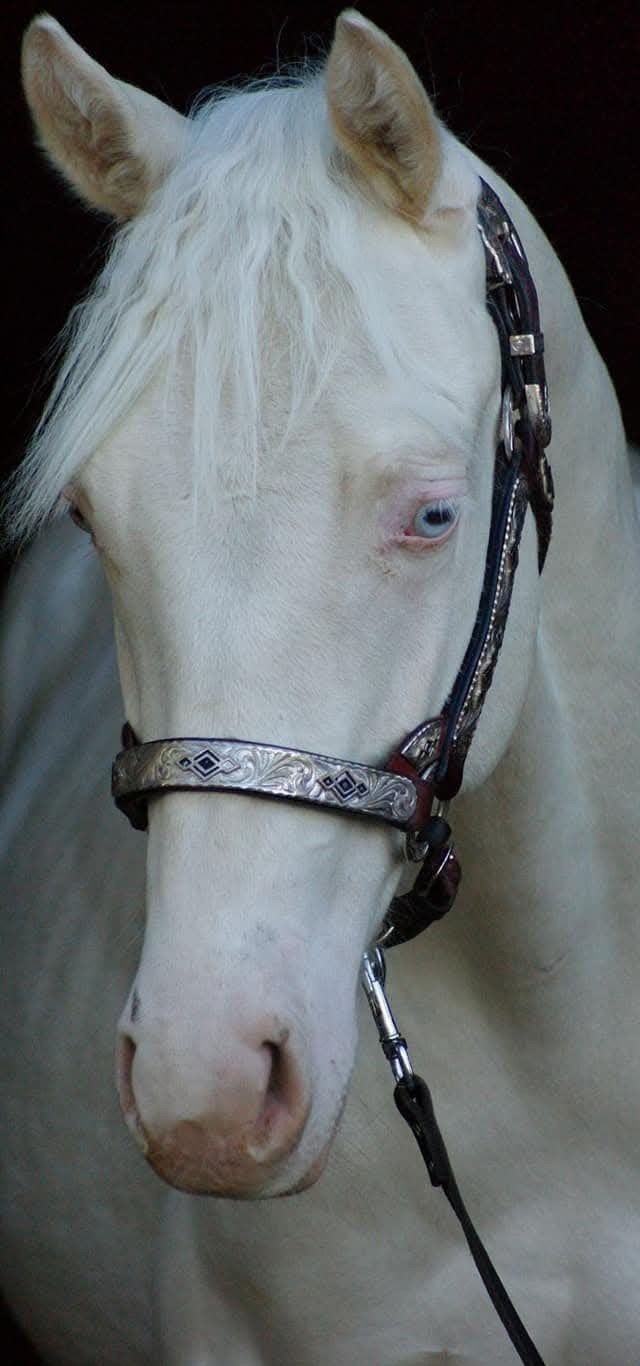 Prachtige 6 jarige ruin, Dieren en Toebehoren, Paarden, Minder dan 160 cm, Met stamboom, Ruin, Niet van toepassing
