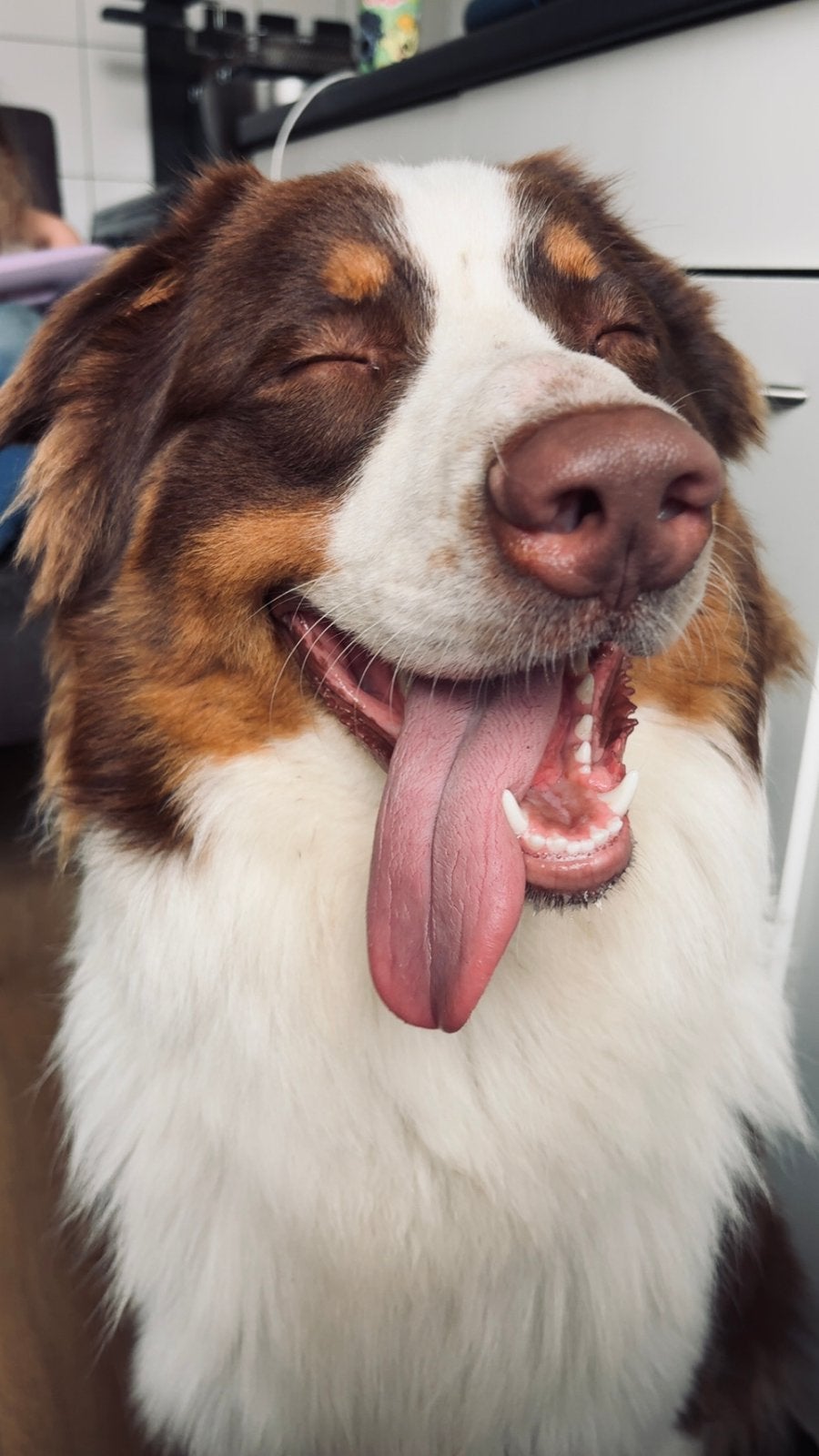 Australische herder / australian sheperd zoekt goudenmand, Dieren en Toebehoren, 15 weken tot 1 jaar, Reu, CDV (hondenziekte)
