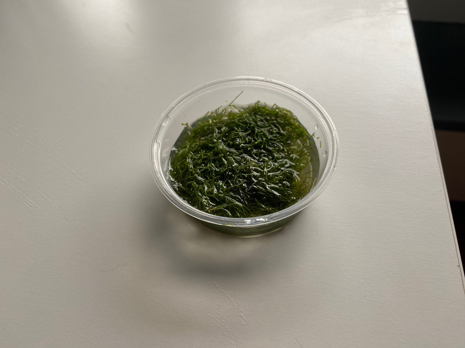 Riccia fluitans, Ophalen of Verzenden, Nieuw, Plant(en), Steen of Hout