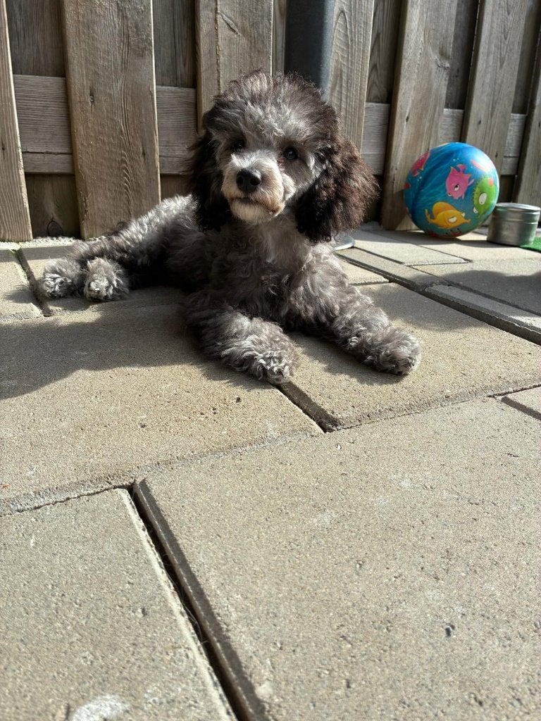 Toy x dwerg Poedel puppy, Poedel, 15 weken tot 1 jaar, Reu, CDV (hondenziekte)
