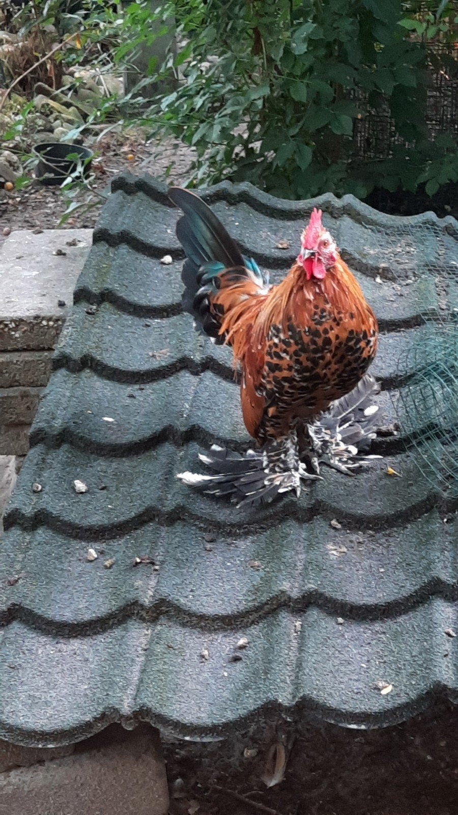 jonge sabelpoot haan, Dieren en Toebehoren, Mannelijk, Kip