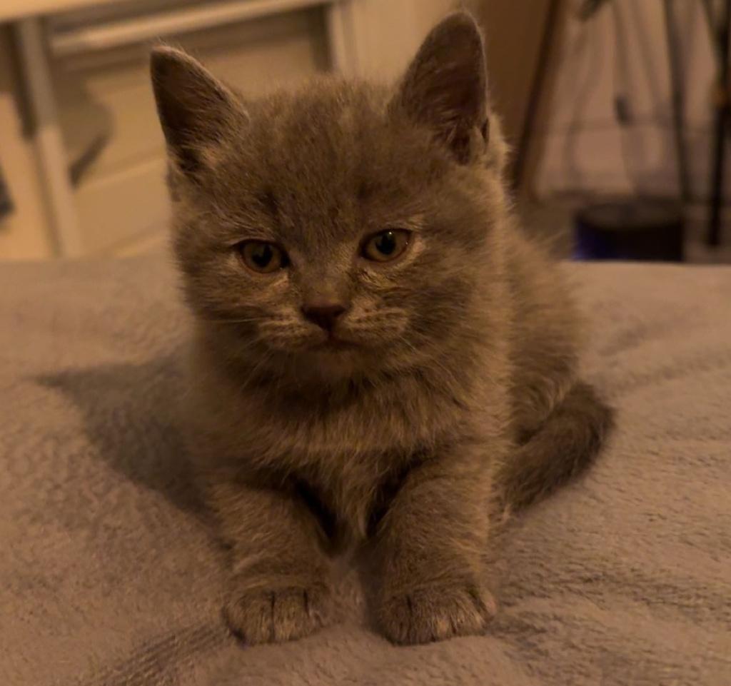 Prachtige blue point/blue britse korthaar, Dieren en Toebehoren, Meerdere dieren, Gechipt, 0 tot 2 jaar