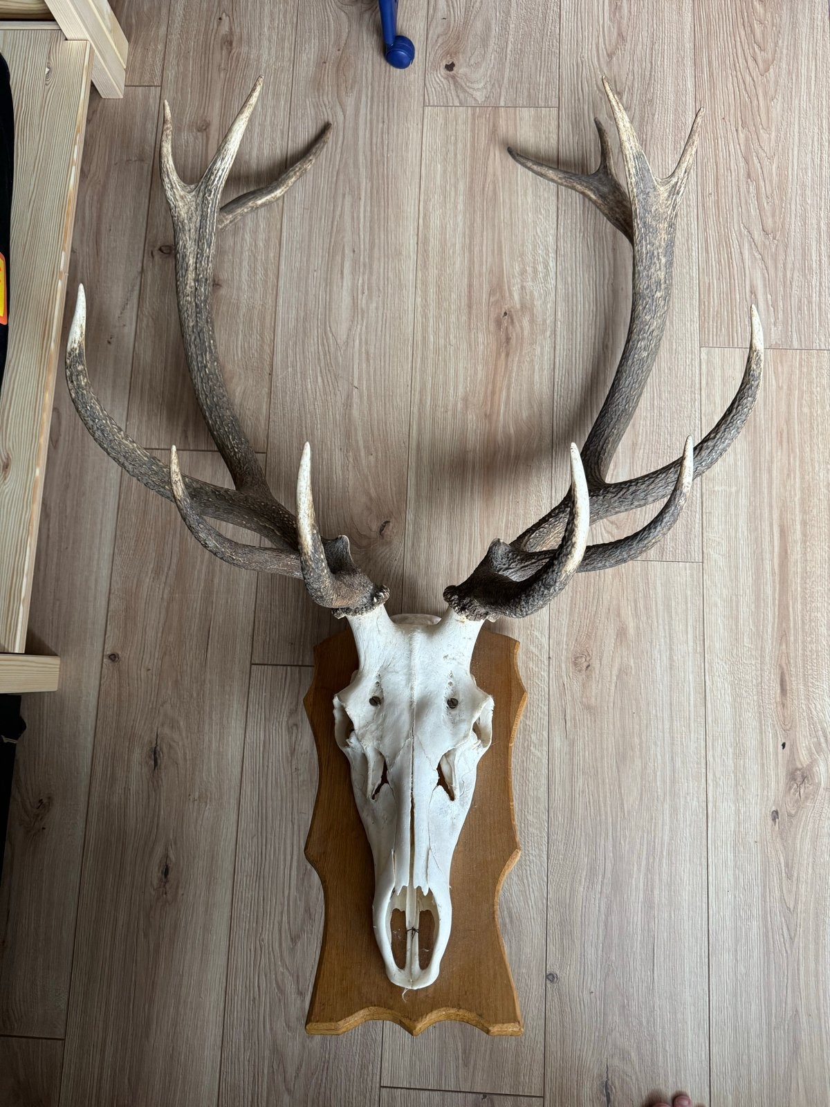 Hertenkop met gewei op houten schild, Verzamelen, Ophalen, Gebruikt, Hert, Gewei of Kop