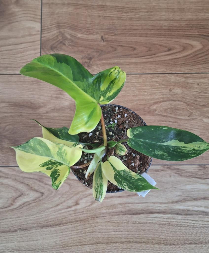 Philodendron florida beauty variegata, Huis en Inrichting, Ophalen, Halfschaduw, Minder dan 100 cm