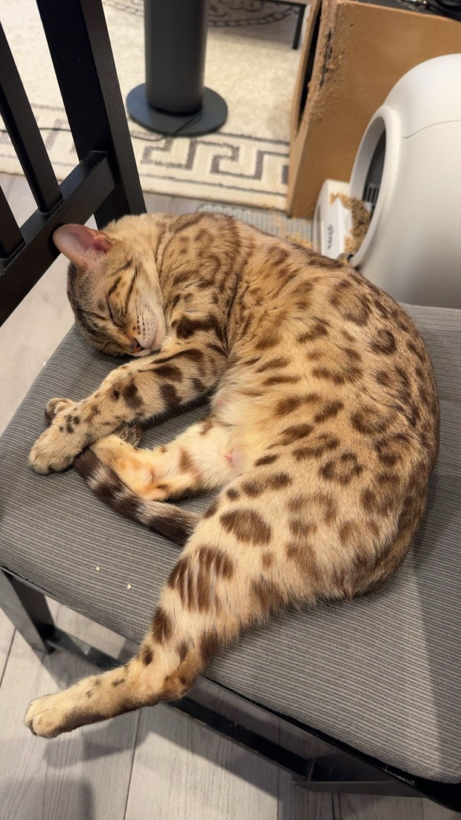 Lieve Bengaalse Poes (inclusief toebehoren)., Dieren en Toebehoren, Poes