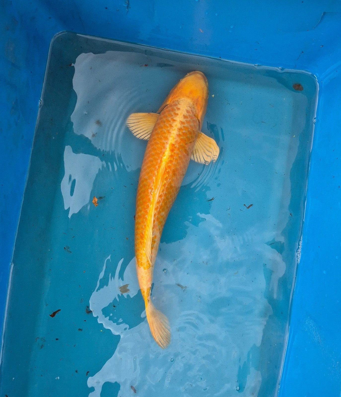 Japan koi yamabuki ogon, Dieren en Toebehoren, Vissen | Vijvervissen, Karper of Koi
