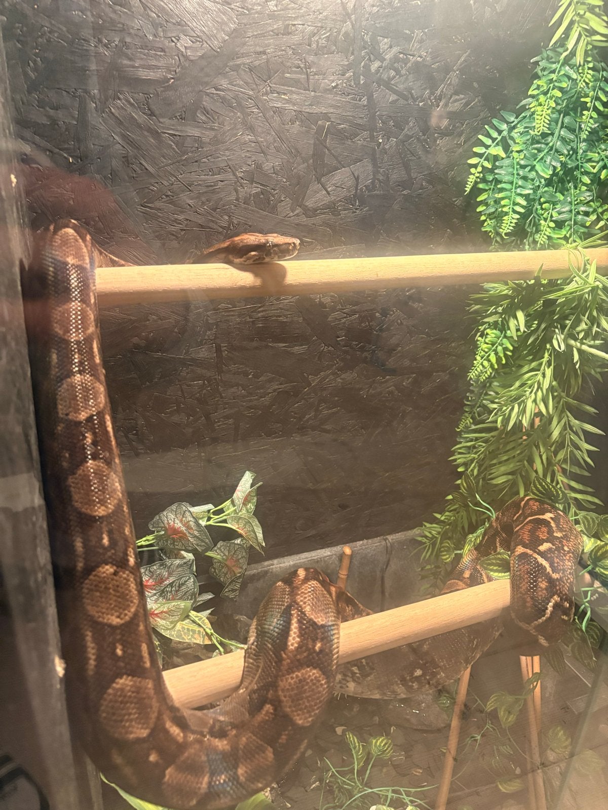 Boa constrictor imperator Boa Constrictor photo 2