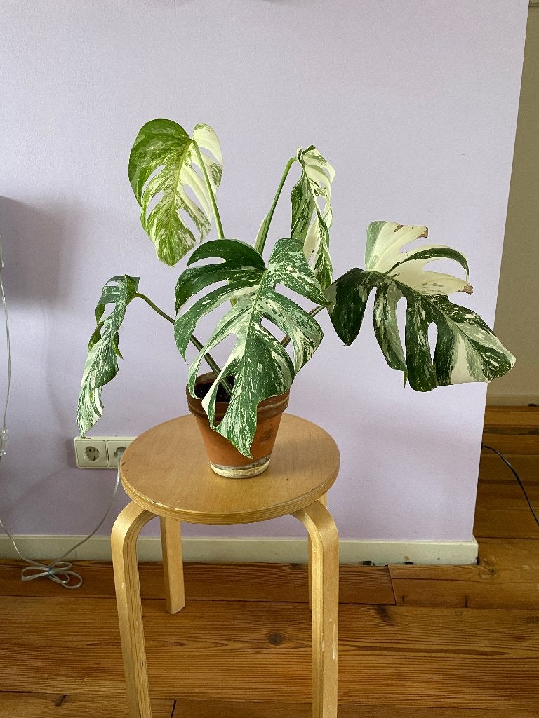 Monstera Variegata - zeldzaam (rare), Ophalen, Overige soorten, Halfschaduw, In pot