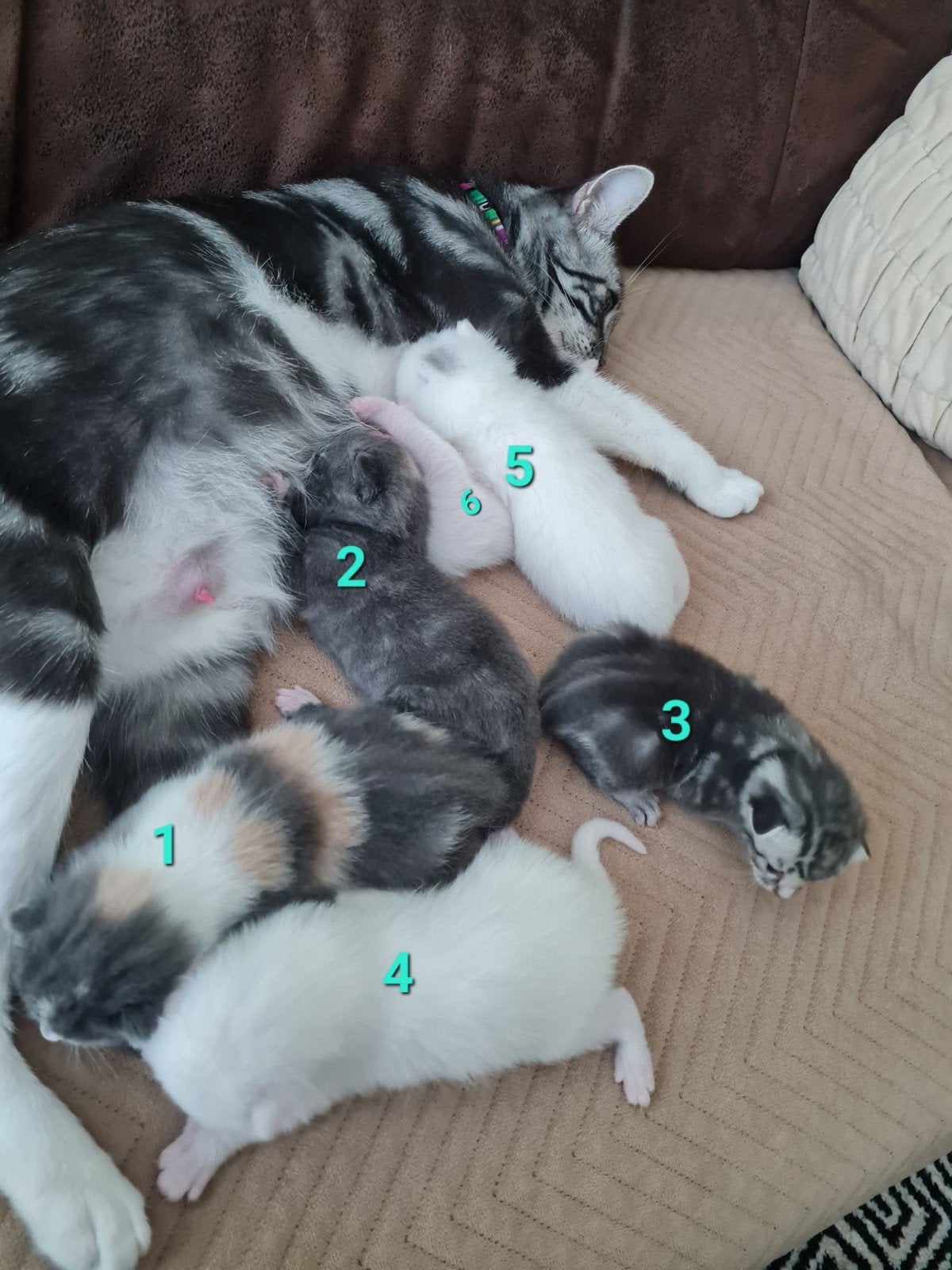 Geboren op 14 juli ️, Meerdere dieren, 0 tot 2 jaar