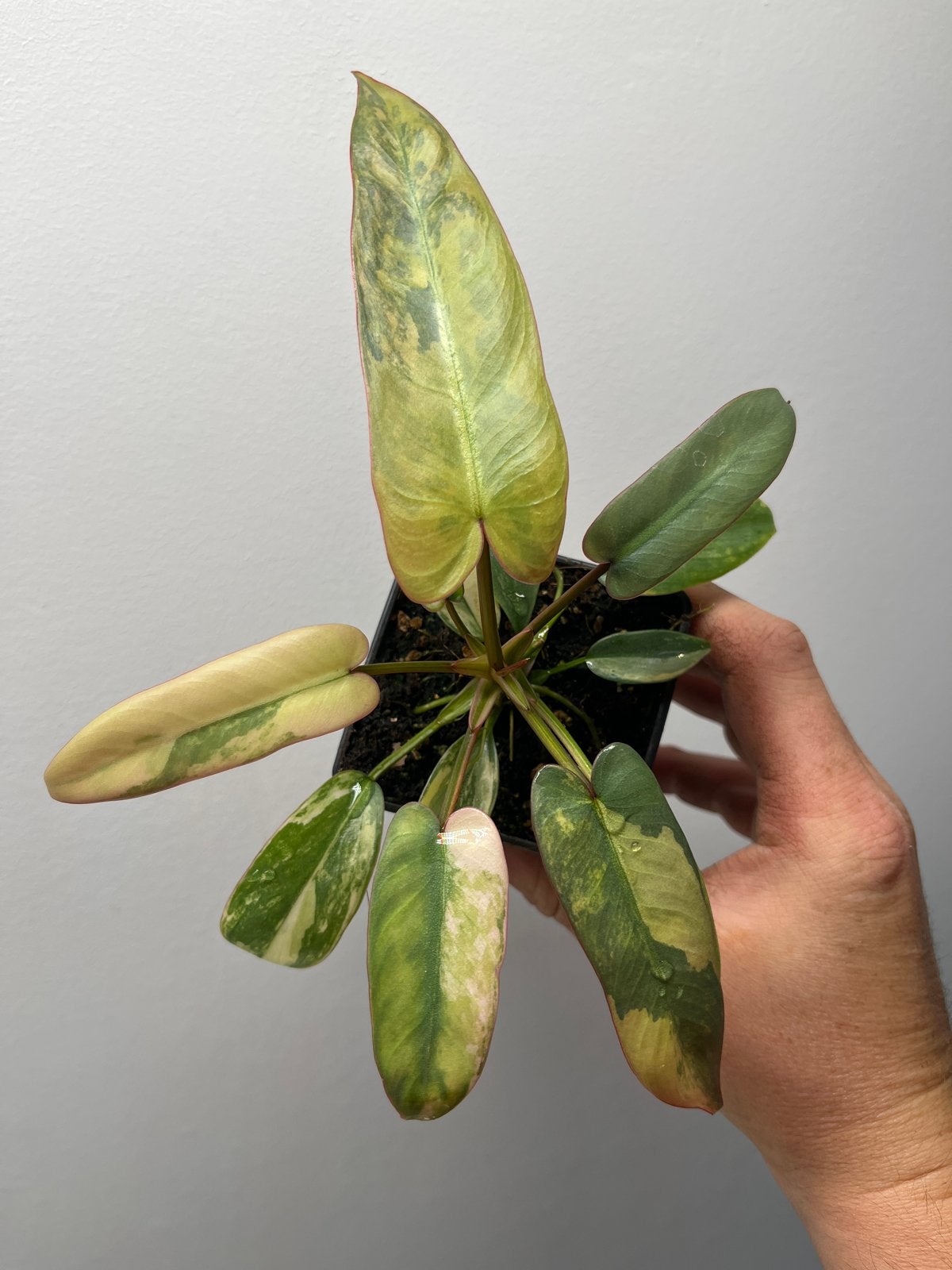 Philodendron Atabapoense Pink Variegata - Zeldzame Kamerplan, Huis en Inrichting, Kamerplanten, Overige soorten, In pot, Minder dan 100 cm