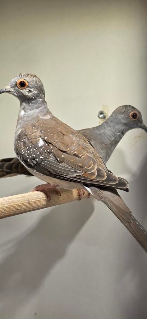 0-0-2 bonte diamant duifjes, Meerdere dieren