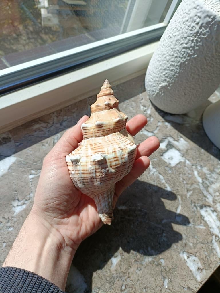 Striped Fox Conch schelp, Verzamelen, Mineralen en Fossielen, Ophalen of Verzenden, Schelp(en)