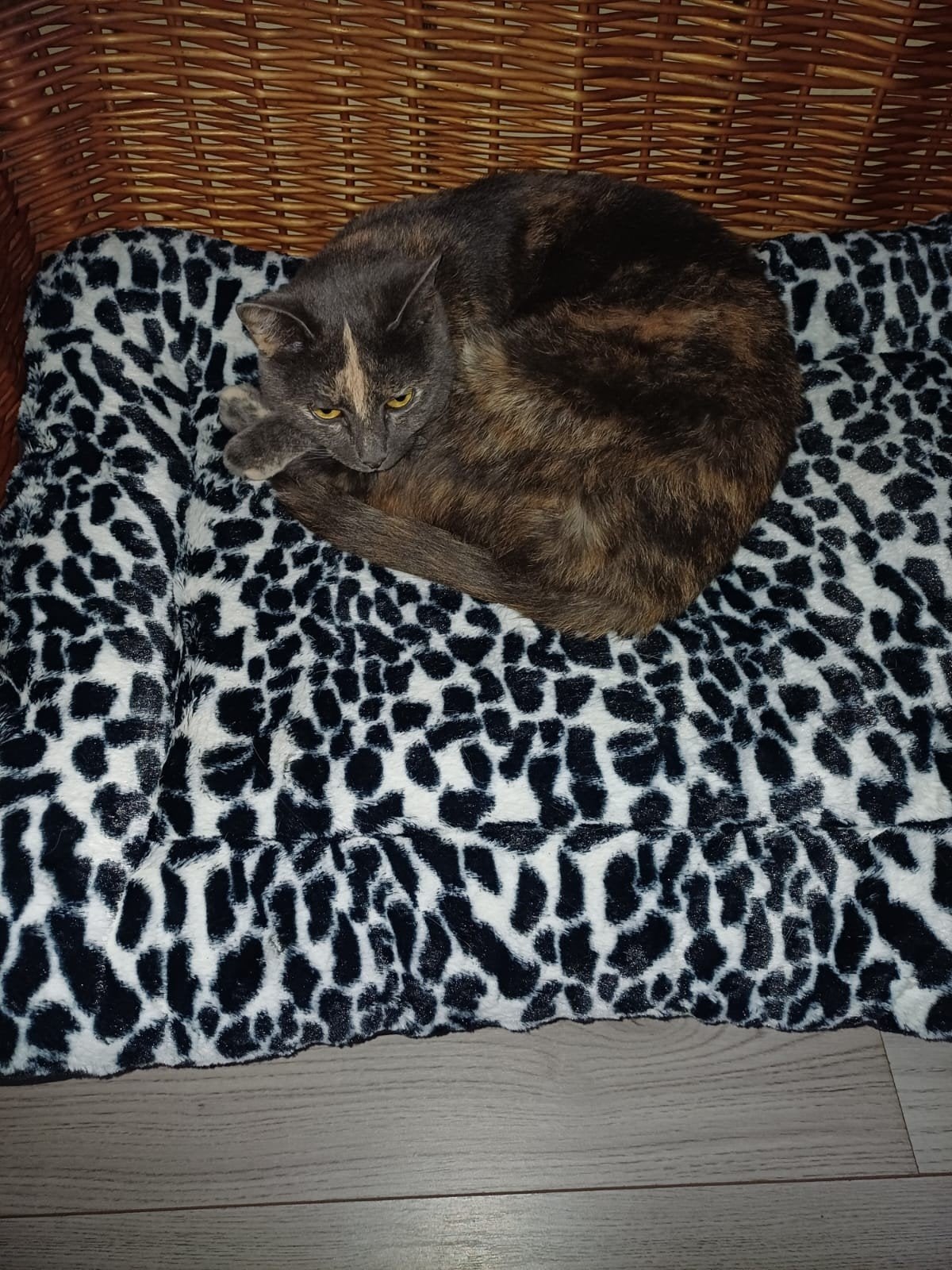 2 mooie poezen gratis, Poes