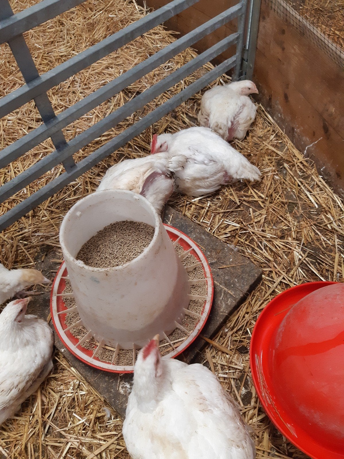 ross 308 vleeskuiken te koop, Dieren en Toebehoren, Meerdere dieren, Kip