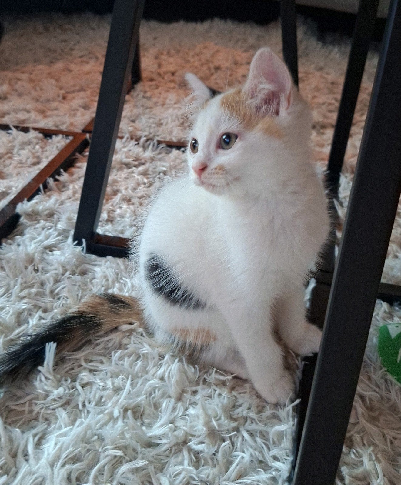 Kitten poesje mag nest verlaten, Meerdere dieren, 0 tot 2 jaar