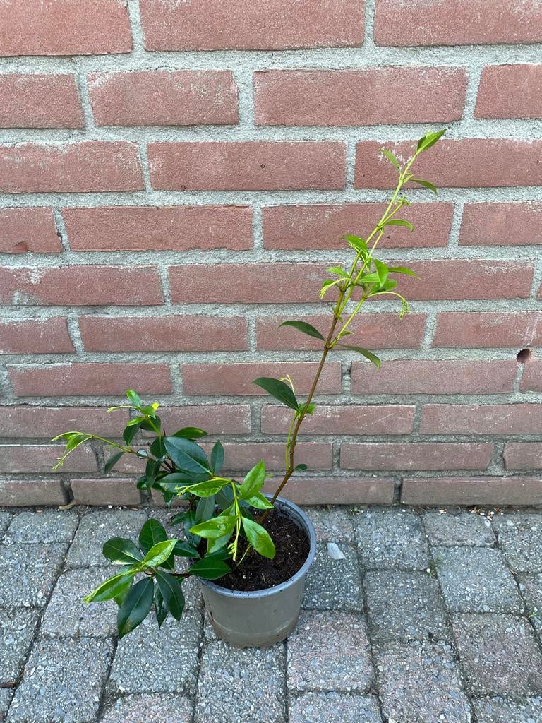 Toscaanse jasmijn met knop - Geurende klimplant, Volle zon, Vaste plant, Ophalen of Verzenden, Klimplanten