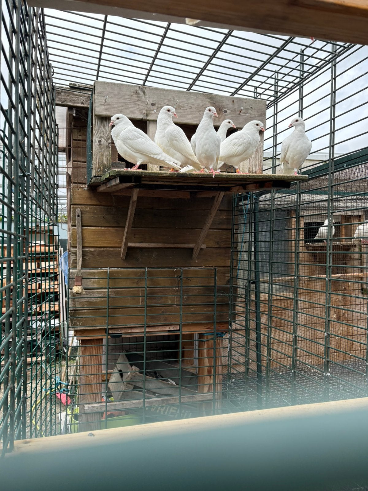 Witte postduiven, Meerdere dieren, Papegaai