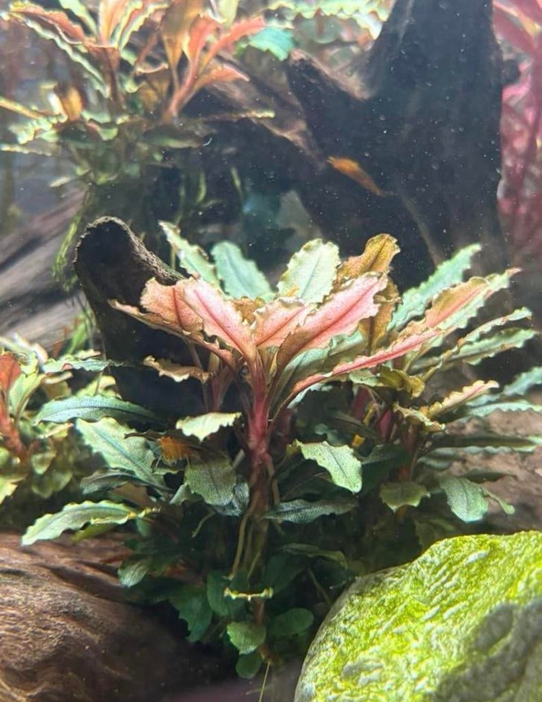 Aquarium plantjes!! Stel je eigen pakket samen!, Ophalen, Zo goed als nieuw, Plant(en), Steen of Hout