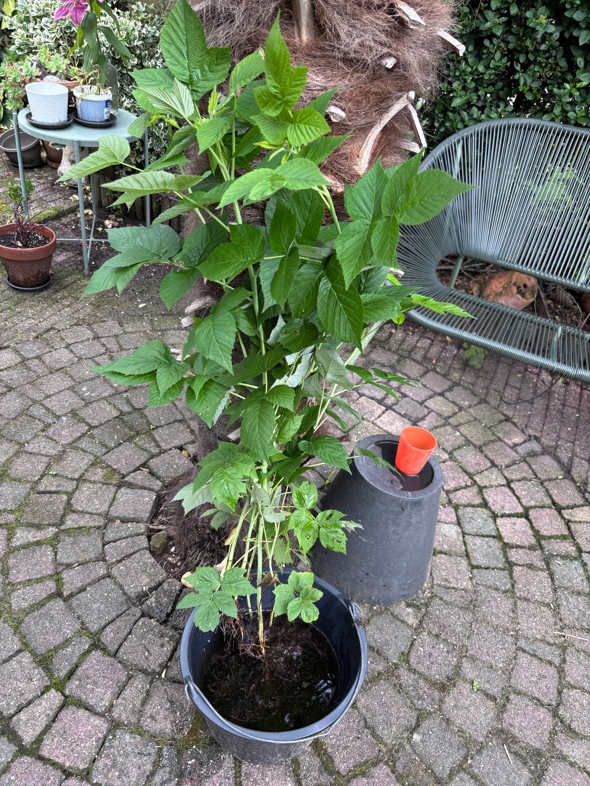Herfstframboos stekken, Ophalen, Volle zon, Vaste plant, Zomer