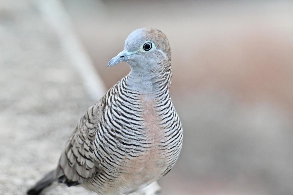 Zebraduiven koppel gezocht, Dieren en Toebehoren, Meerdere dieren
