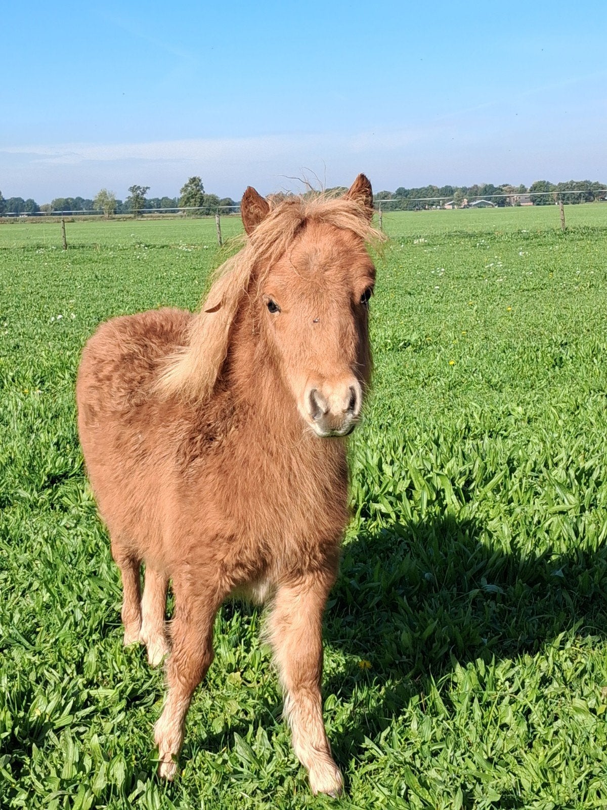 Shetlander merrieveulen, Dieren en Toebehoren, Merrie, A pony (tot 1.17m), Gechipt, 0 tot 2 jaar