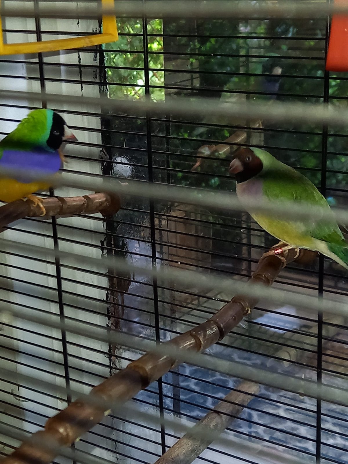 Gouldamadine vogels, Dieren en Toebehoren