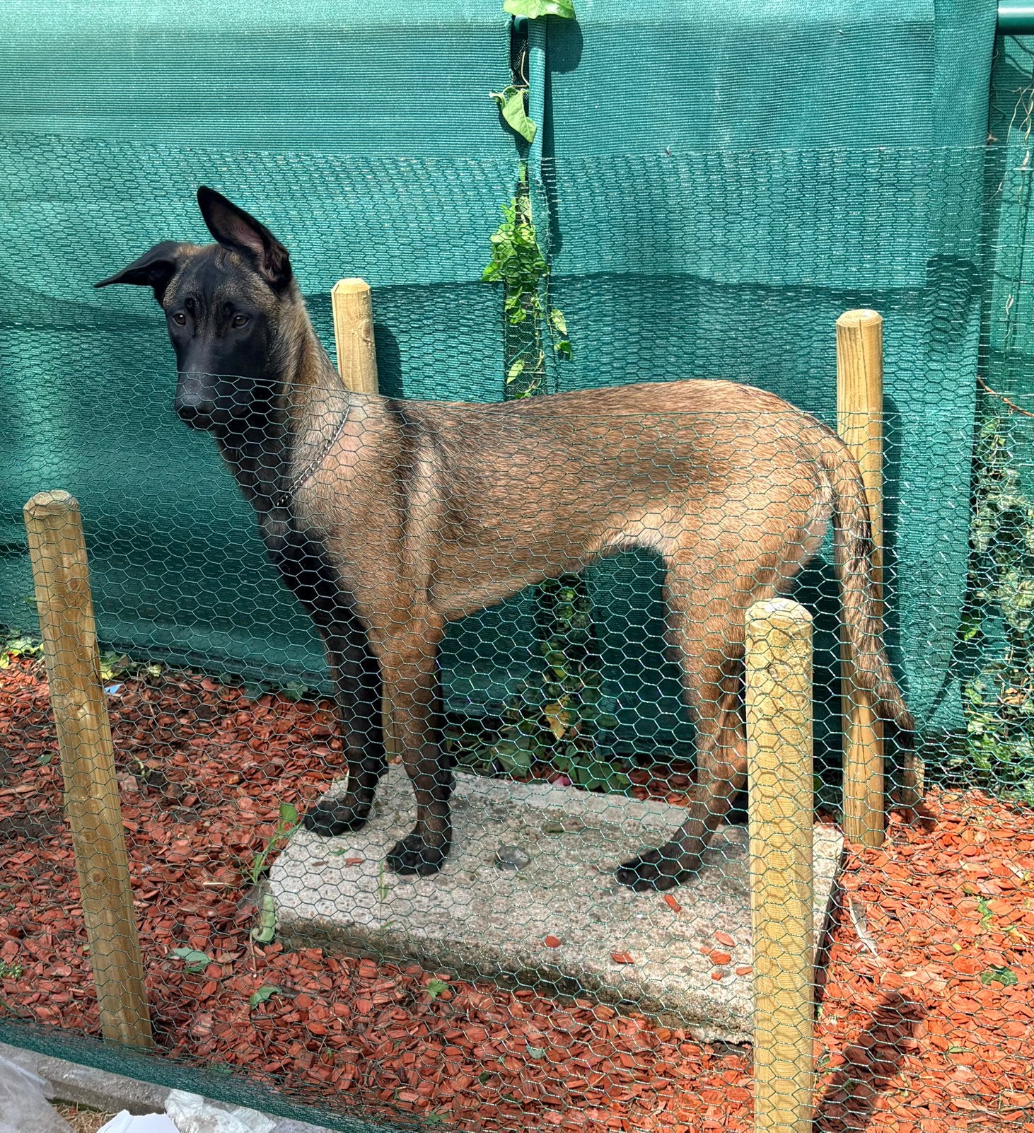 Mechelse herder teef 9 maand belgan Malinois !, België, Particulier, 15 weken tot 1 jaar, Teef