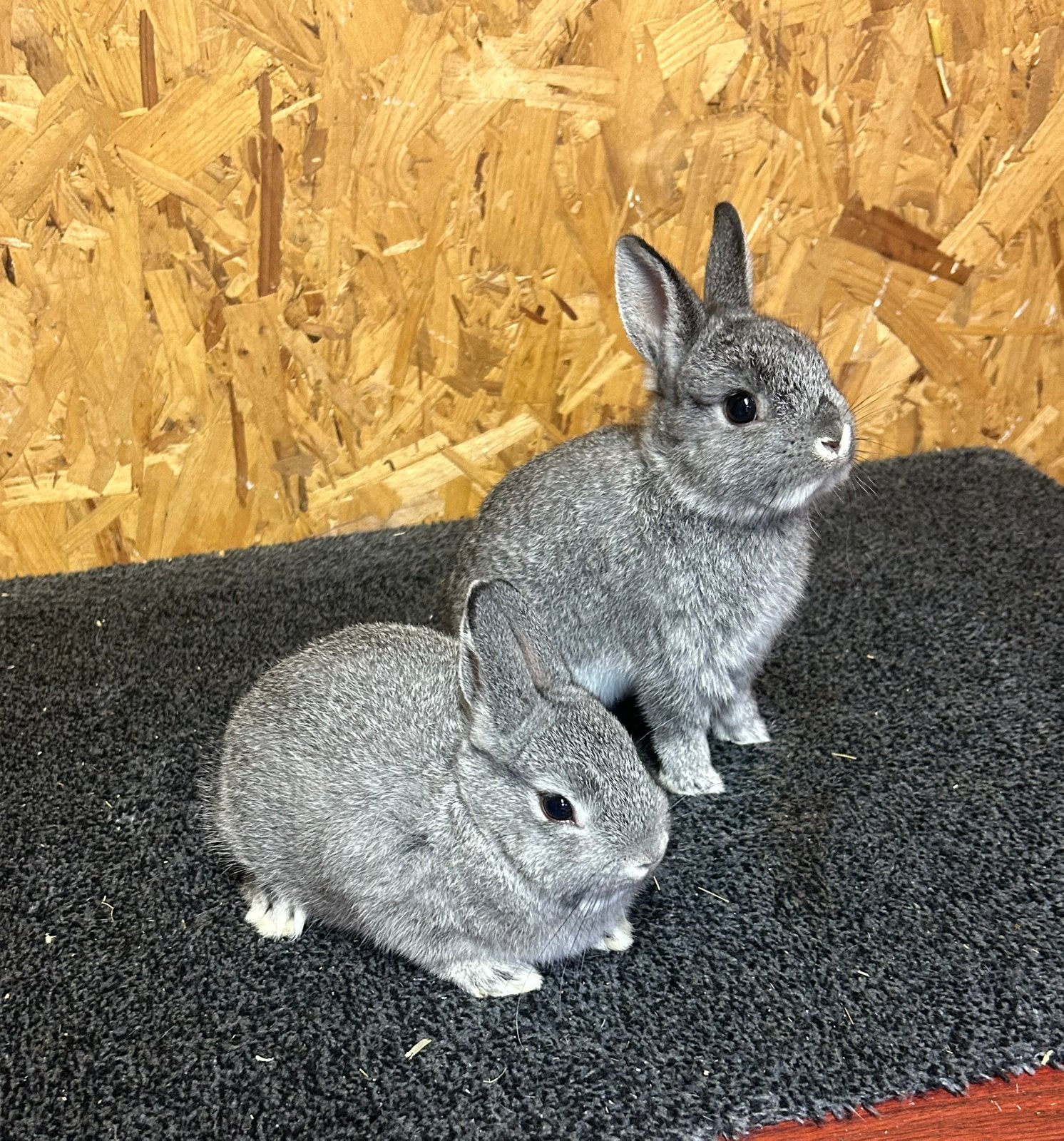 Rasechte Kleurdwergen Chinchilla (dwergkonijntjes), Vrouwelijk, Dwerg, 0 tot 2 jaar