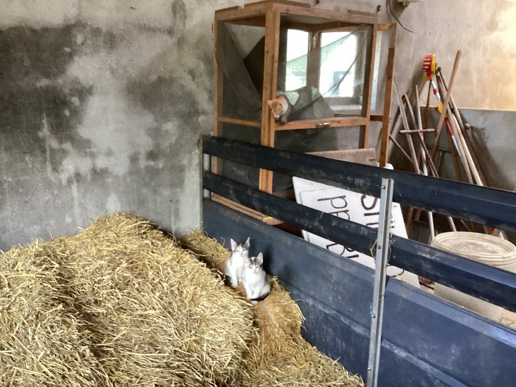 Kittens kat poesjes 8 weken boerderij kattenbak zindelijk, Meerdere dieren, 0 tot 2 jaar