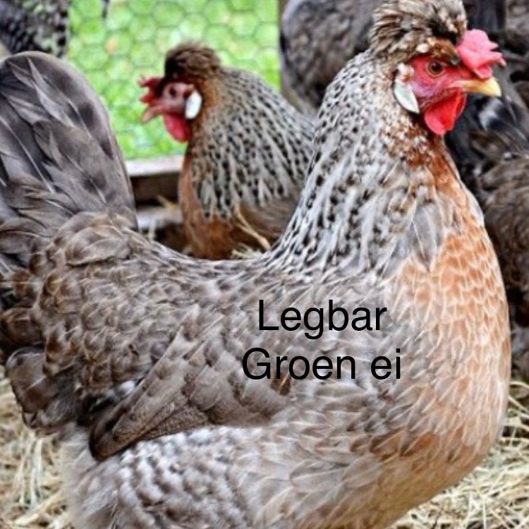 Legbar ,Araucana, Marans, Italienner, zilverhals, Dieren en Toebehoren, Pluimvee, Vrouwelijk, Kip