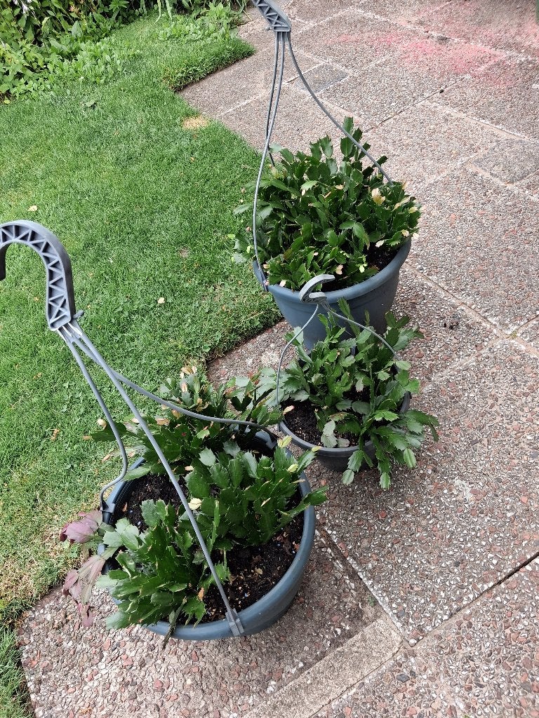 kamerplanten lidcactus 3 stuks grote pot oude planten bloei, Ophalen, Overige soorten, Halfschaduw, In pot