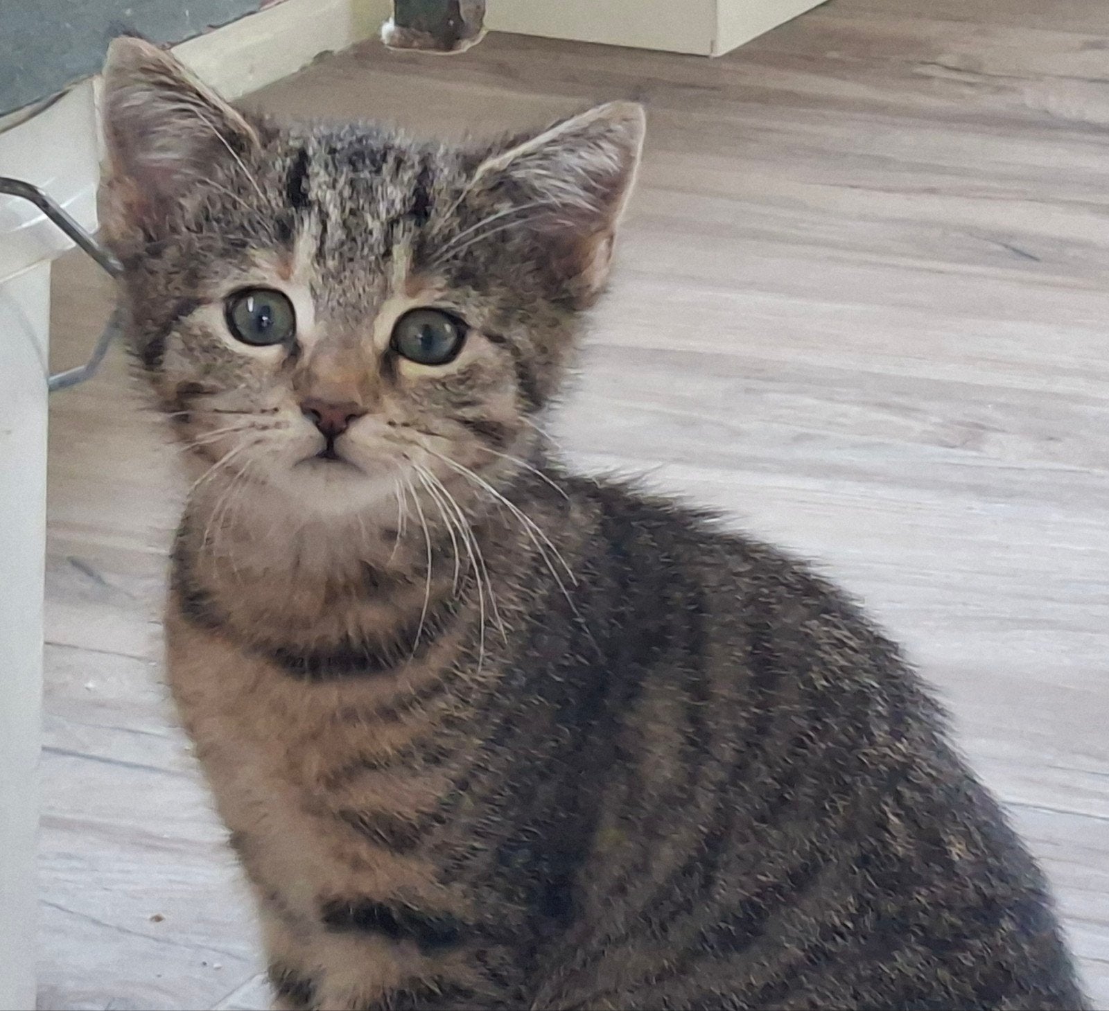 Lieve en ontzettende mooie kitten, Poes