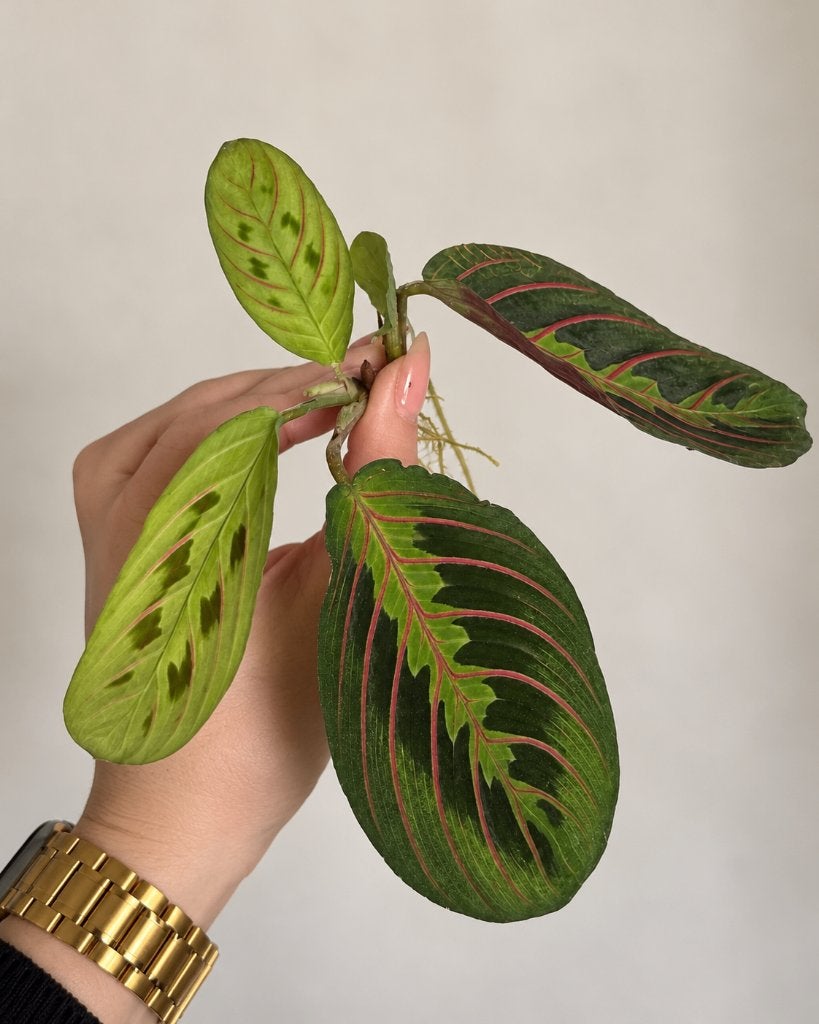 Maranta leuconeura ‘Fascinator’ stekje, Overige soorten, Minder dan 100 cm, Groene kamerplant, Halfschaduw